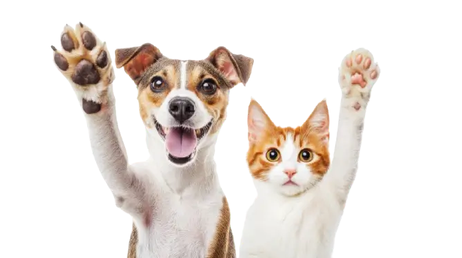 Dog and cat illustration