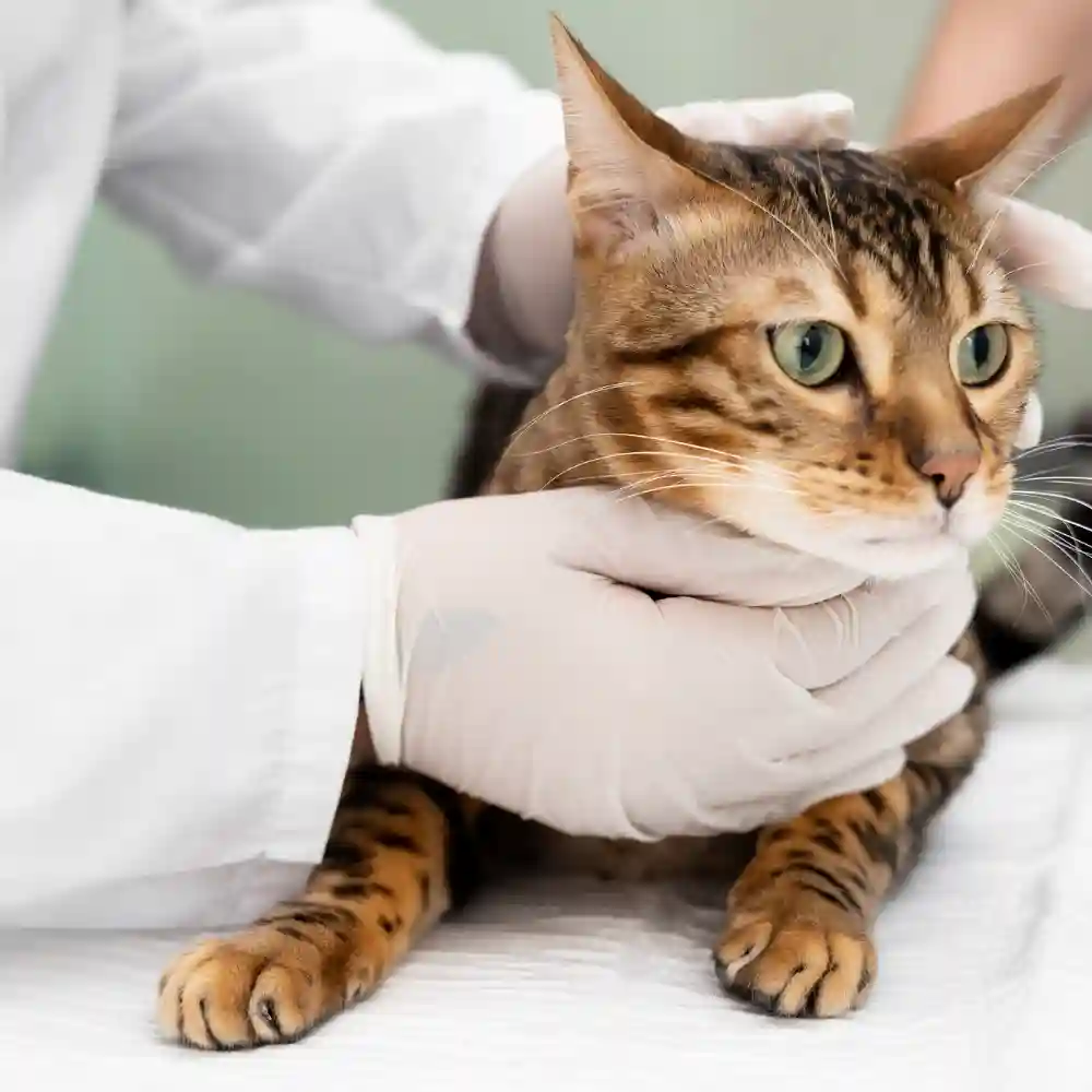 New Zealand veterinary clinic professional caring for a cat