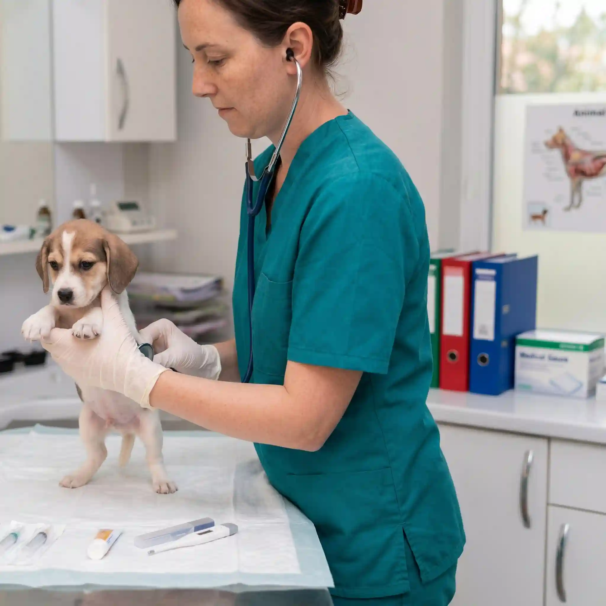Trusted NZ vet examining a dog in a modern veterinary hospital