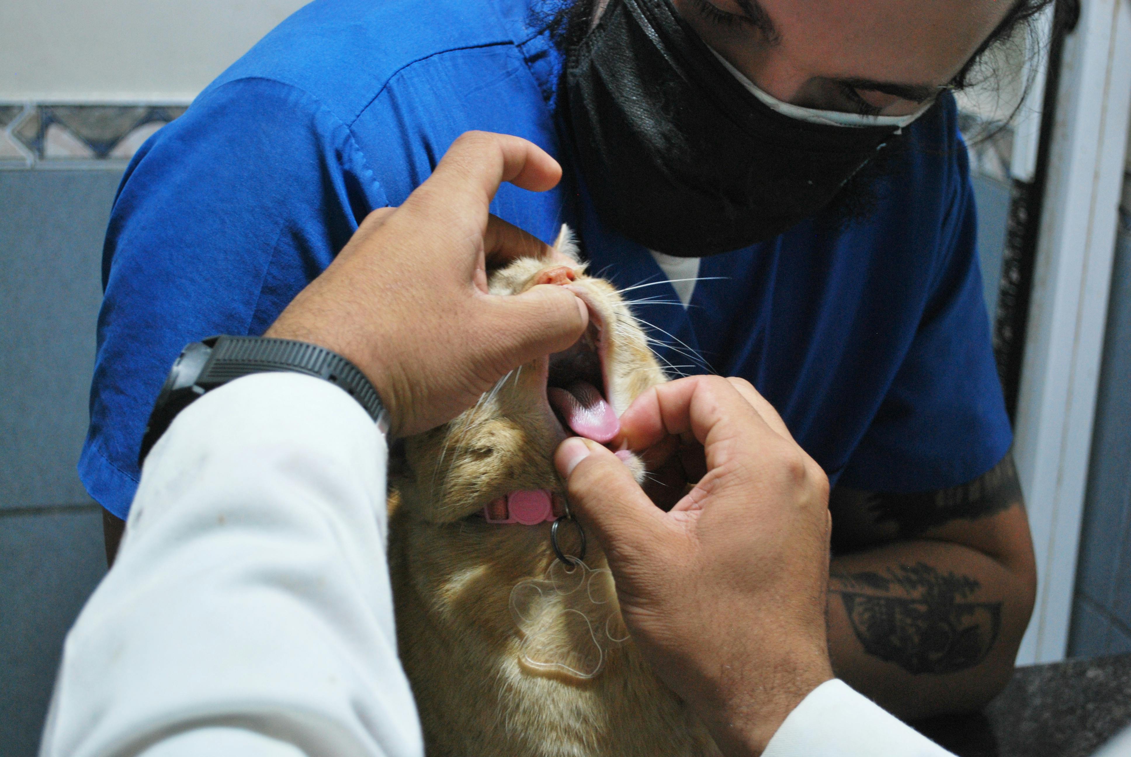 Cat Vet