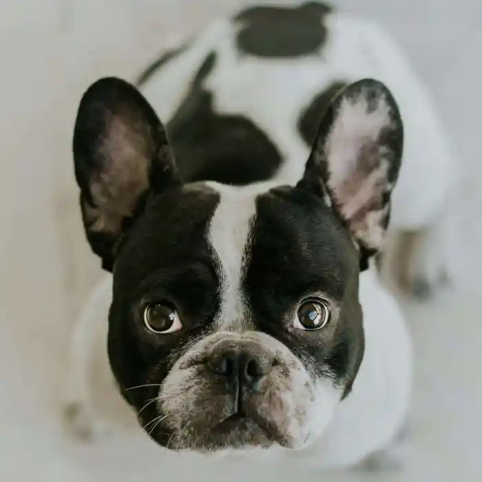 Brachycephalic Surgery
