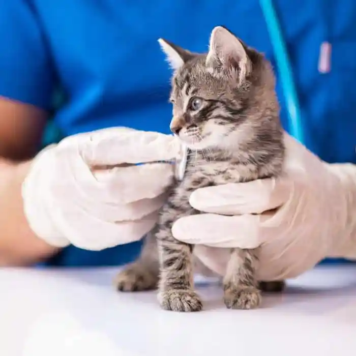 Practical CPD: The Consulting Veterinary Nurse Dry-lab NZ