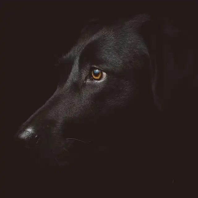 Fundamentals of Veterinary Ophthalmology Wet-lab NZ Workshop